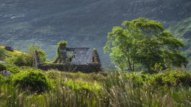 Çökmüş çatılı harabe taş ev ve güneş ışığıyla aydınlatılmış yeşil ağaç Kara Vadi 'de, İrlanda Halkası' nda dağ yamacında.