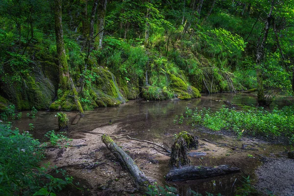 En rutten trädstam och grön mossig kulle i ett träskområde vid Plitvicesjöarna — Stockfoto