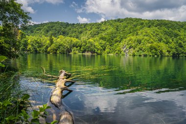 Büyük ağaç Plitvice Gölünde bir göle battı.