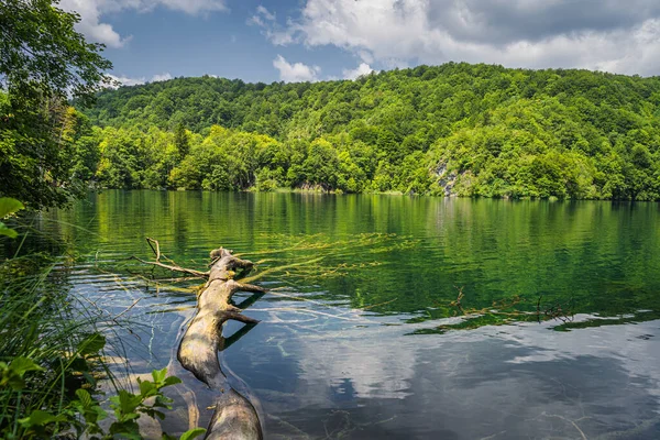 A Plitvicei-tavakban egy tóba merült nagy kidőlt fa. — Stock Fotó