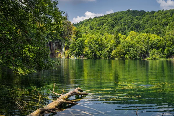 Gran árbol caído sumergido en un lago en los lagos de Plitvice —  Fotos de Stock