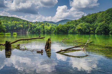 Ördek ve ağaç gövdeleri gölde, arka planda şelaleler, Plitvice Gölleri