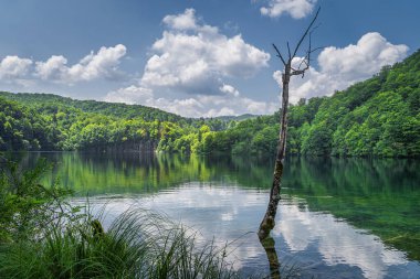 Göldeki uzun ağaç gövdesi ve Plitvice Gölleri 'ndeki yemyeşil ormanlı şelaleler.