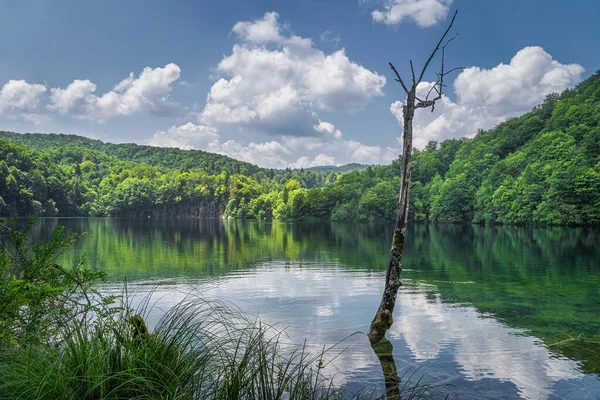 Alto tronco de árbol en el lago y cascadas con exuberante bosque verde en los lagos de Plitvice —  Fotos de Stock