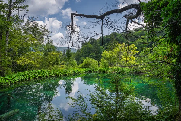 Plantas de agua y árboles que rodean el pequeño estanque de color turquesa en los lagos de Plitvice —  Fotos de Stock