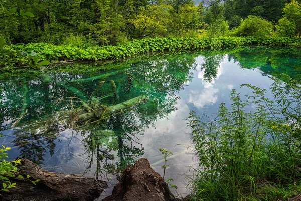 Великі Впали Дерева Затопили Озеро Оточенні Зелених Буйних Лісів Пагорбів — стокове фото