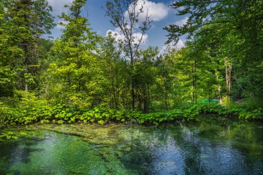 Plitvice Gölleri 'ndeki yemyeşil bitki ve ormanlarla çevrili temiz, turkuaz bir göl.