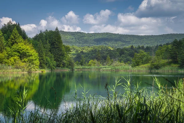 Hermoso Lago Color Esmeralda Rodeado Juncos Altos Exuberante Bosque Verde —  Fotos de Stock