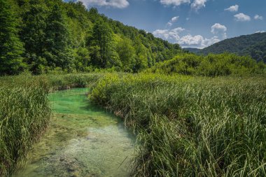 Hırvatistan 'da uzun boylu sazlıklar ve yeşil yemyeşil gür ormanlarla çevrili güzel turkuaz renkli nehir, Plitvice Gölleri Ulusal Parkı UNESCO Dünya Mirası
