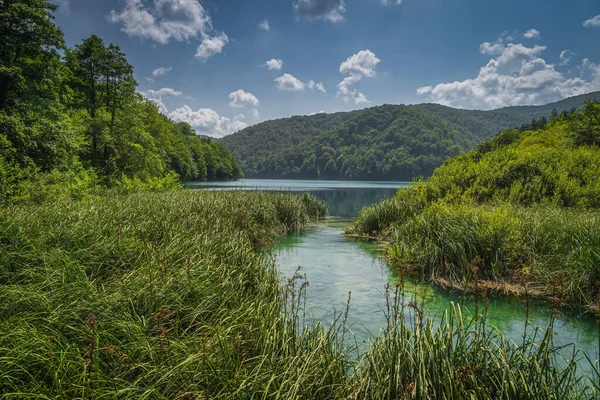 Río Color Turquesa Rodeado Juncos Exuberante Bosque Verde Desemboca Lago —  Fotos de Stock