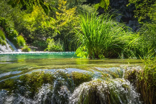 緑豊かな森の中の滝や水のカスケードに囲まれた長い草の上の閉鎖 プリトヴィツェ湖国立公園ユネスコ世界遺産 クロアチア — ストック写真