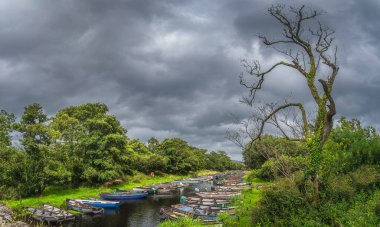 Large dead tree covered in ivy with wooden paddle boats moored in row on river with dramatic storm sky and clouds, Ring of Kerry, Killarney, Ireland clipart