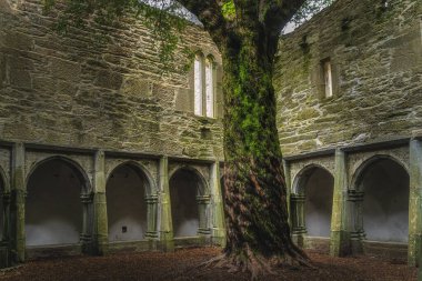 15. yüzyıl manastırı kemerleriyle iç avlu duvarlarında bükülmüş ağaç gövdesi Killarney Ulusal Parkı 'nda Muckross Manastırı, Kerry, İrlanda