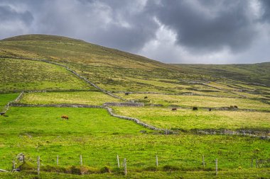 Dağ yamacındaki yeşil otlaklarda otlayan inek sürüsü. Dingle, Wild Atlantic Way, Kerry, İrlanda 'daki taş duvarlara bölünmüş topraklar