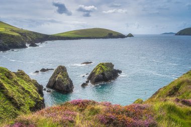 Ping ve turuncu çiçekler uçurumun kenarında. Dunquin İskelesi 'ndeki küçük adalar turkuaz su, Dingle, Vahşi Atlantik Yolu, Kerry, İrlanda