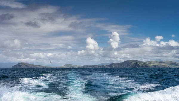 Gannet sjöfågel svansande motorbåt med irländsk kust, Kerry Cliffs, i bakgrunden — Stockfoto