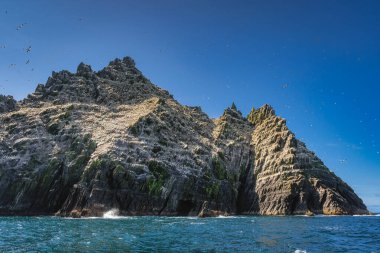 Küçük Skellig adası, binlerce sümsük kuşunun evi, Morus Bassanus. Doğal habitatlarında yaşayan deniz kuşları, İrlanda, Kerry Halkası
