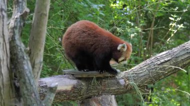 Red panda. Ailurus fulgens