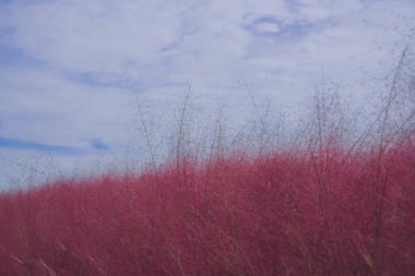 Pembe muhly otu ve kızlar 