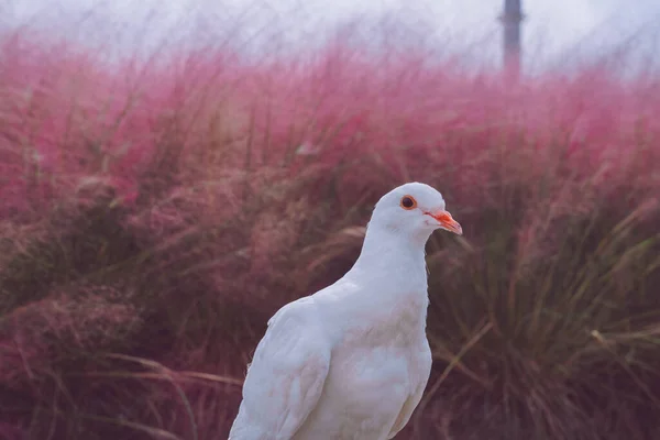 Pink Muhly Grass Pigeons — Stock Photo, Image