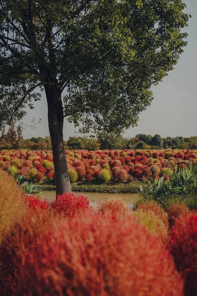 Kochia Scoparia Blir Rødt Høsten – stockfoto