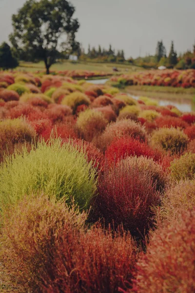 Kochia Scoparia Pone Roja Otoño — Foto de Stock