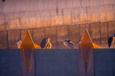 Kıyıda bir grup su kuşu var.