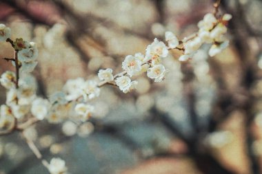 Kışın kırmızı ve pembe erik çiçeği