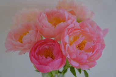 Yumuşak şakayık, yazın başlarındaki en güzel çiçeklerden biridir.