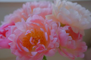 Yumuşak şakayık, yazın başlarındaki en güzel çiçeklerden biridir.