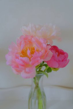 Yumuşak şakayık, yazın başlarındaki en güzel çiçeklerden biridir.