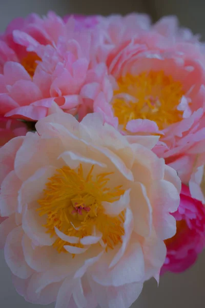 Pivoine Tendre Est Une Des Belles Fleurs Début Été — Photo