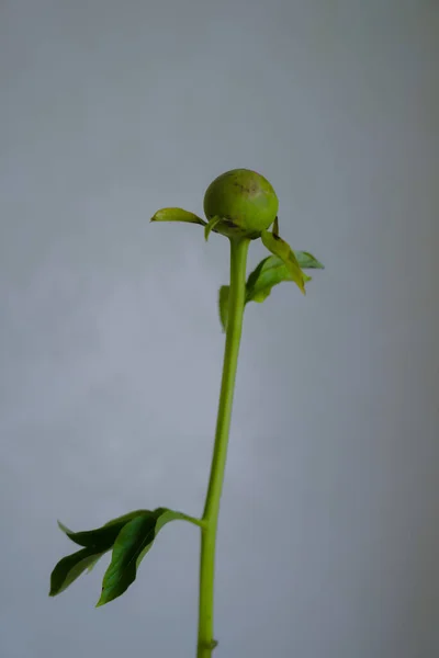 Gevoelige Pioen Een Van Mooiste Bloemen Vroege Zomer — Stockfoto