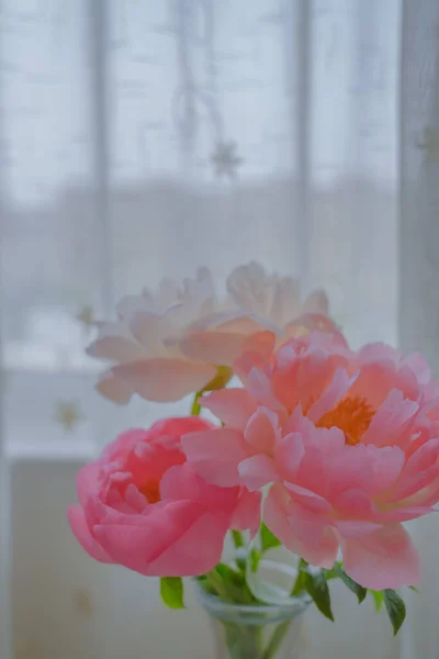 Den Späda Pionen Vackraste Blommorna Försommaren — Stockfoto