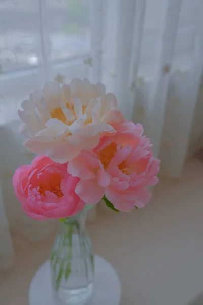 Den Späda Pionen Vackraste Blommorna Försommaren — Stockfoto
