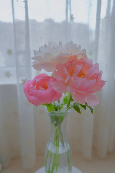 Piwonia Jest Jednym Najpiękniejszych Kwiatów Wczesnym Latem — Zdjęcie stockowe