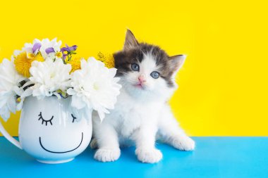 Sarı-mavi arka planda çiçekli bir kupanın yanında sevimli pofuduk kedi yavrusu. Boşluğu kopyala.