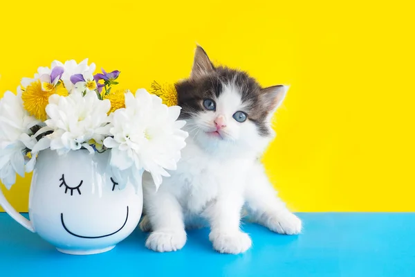 Sarı-mavi arka planda çiçekli bir kupanın yanında sevimli pofuduk kedi yavrusu. Boşluğu kopyala.