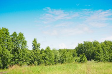 Mavi gökyüzünde yeşil huş ağacı ormanı ve kabarık beyaz bulutlar