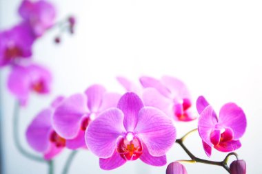 Parlak mor çiçekleri olan ve beyaz arka planda açılmamış tomurcukları olan bir orkide dalı..