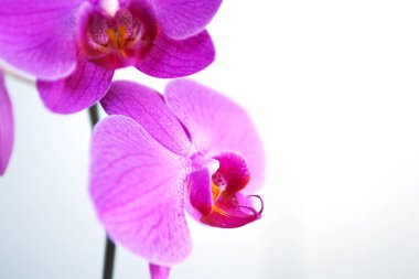 Beyaz arkaplanda mor orkide çiçeği.