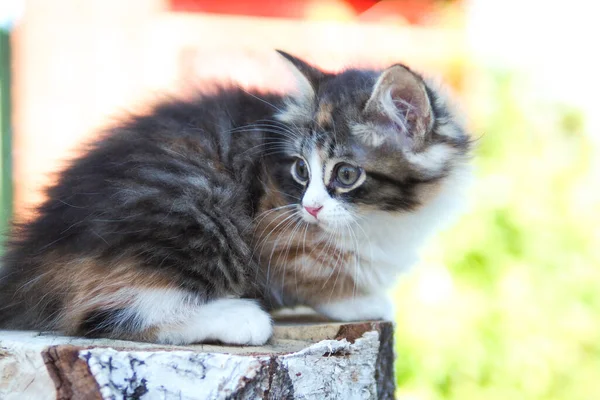 Pequeño Gatito Tricolor Lindo Mira Hacia Fuera Tronco Abedul — Foto de Stock