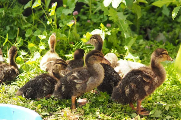 Ducklings Clean Feathers Grass Sunlight — Stock Photo, Image