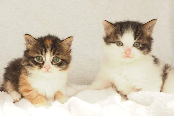 Due Simpatici Gattini Morbidi Con Gli Occhi Verdi Uno Sfondo — Foto Stock