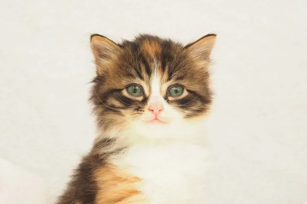 Mignon Chaton Tricolore Moelleux Avec Des Yeux Verts Sur Fond — Photo