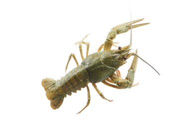 Kanser beyaz bir arkaplanda izole edildi