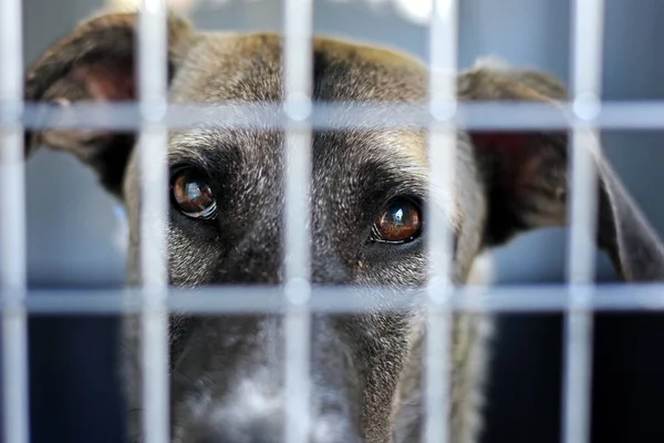 sad eyes of a puppy behind bars close up. a puppy at an animal shelter. High quality photo