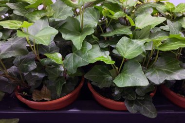 Plastik kahverengi saksılarda yeşil çiçek fideleri.