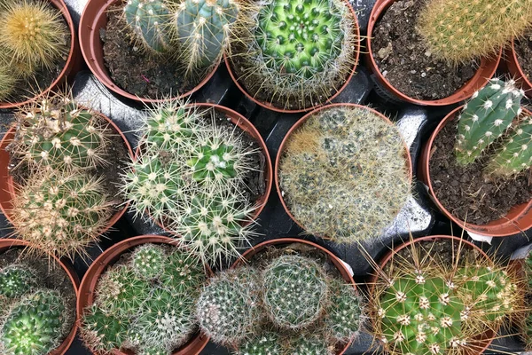 Diferentes tipos de cactus en macetas de plástico. — Foto de Stock