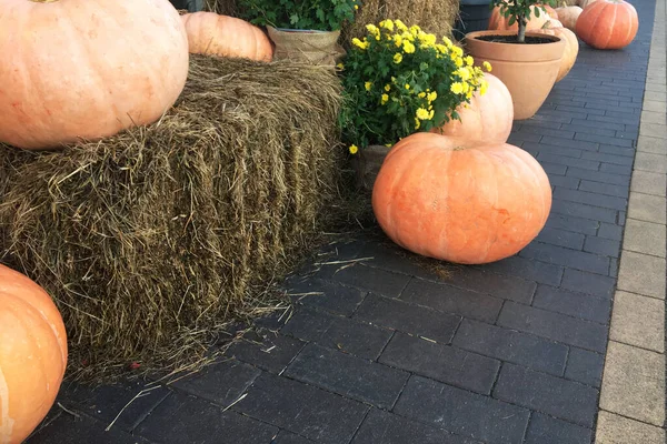 large pumpkins lie on the street as decoration. pumpkins for the holiday.